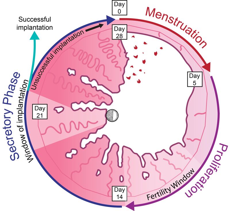 Menstrual cycle  diagram detailing the days of the cycle, and the tissue changes. From day 0 to day 5 is menstruation this is where tissue is broken down and regeneration begins. Day 5 to 14 is the proliferative phase. This phase also contains the fertility window. Day 14 is ovulation. Day 14 to 28 is the secretory phase. The window of implantation occurs during this window. 