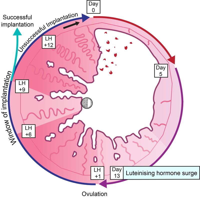 Menstrual cycle  diagram detailing the days of the cycle, and the days after the luteinising hormone (LH) surge. Ovulation is day 1 post LH surge (LH +1). The window of implantation is LH+6 to LH+9. 
